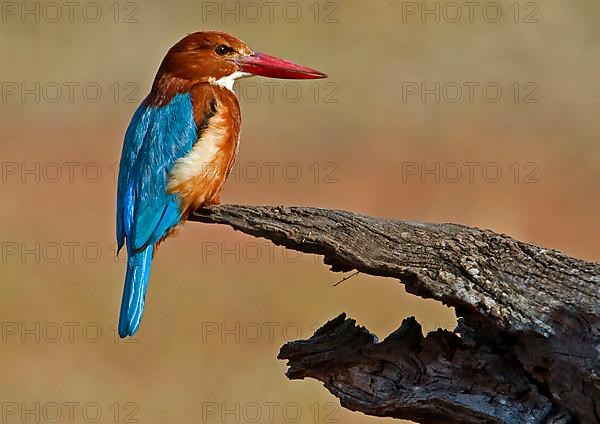 White-throated kingfisher