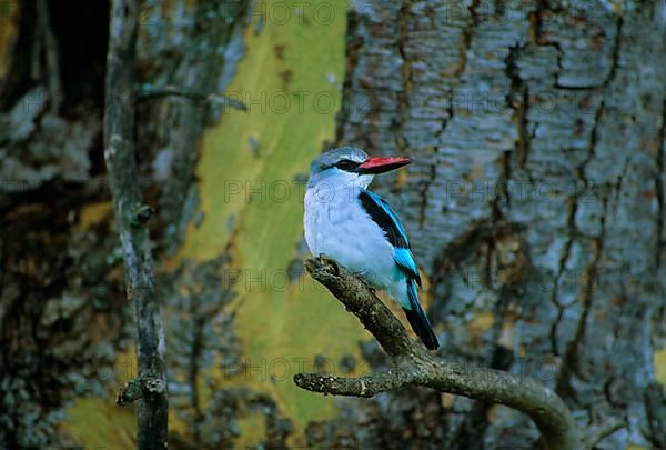 Senegal Kingfisher