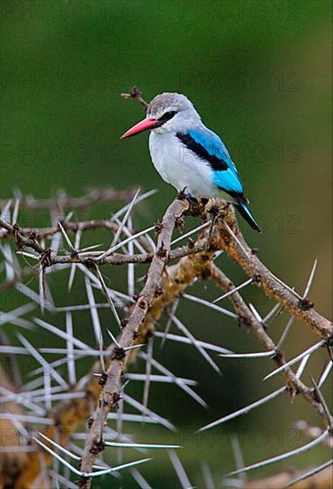 Senegal Kingfisher