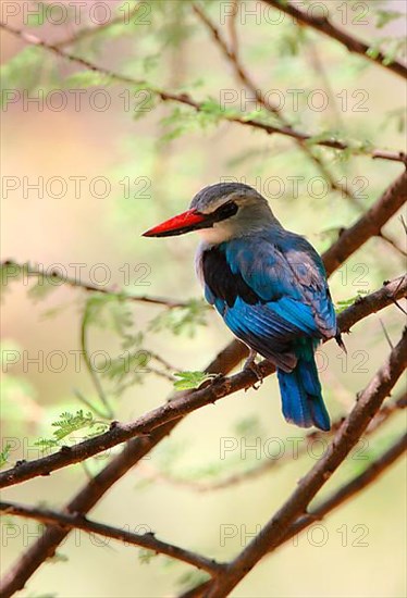 Senegal Kingfisher