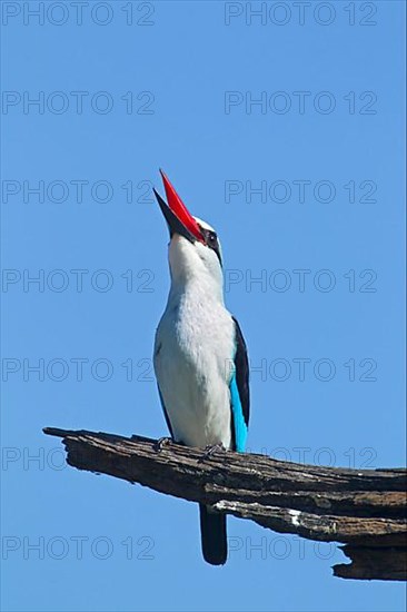 Woodland kingfisher