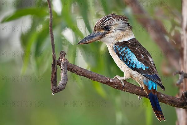 Blue-winged Kookaburra