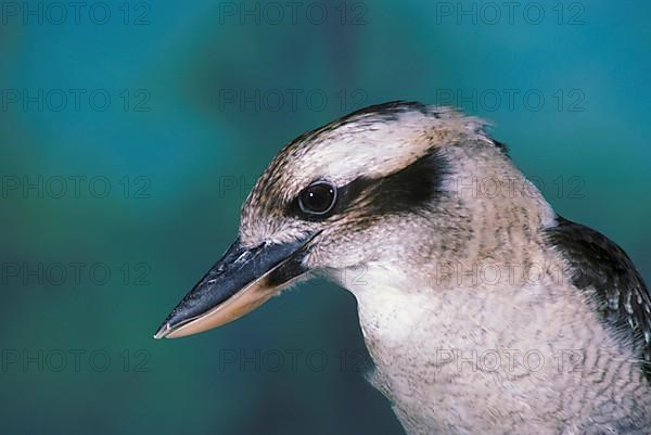 Laughing kookaburra