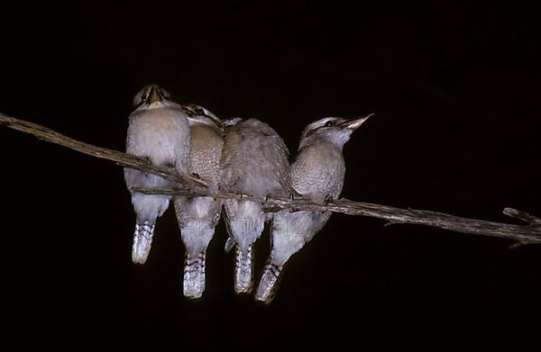 Laughing laughing kookaburra