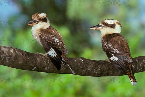 Laughing Kookaburra