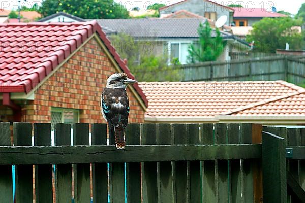 Laughing laughing kookaburra