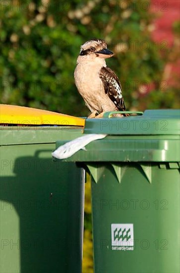 Laughing laughing kookaburra