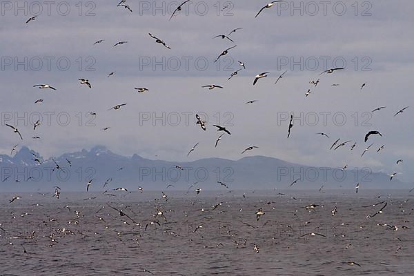 Cape Petrel