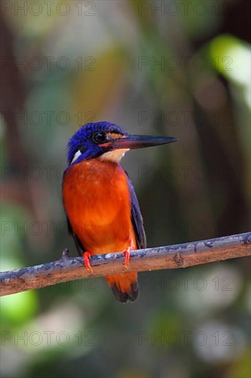 Meninting Kingfisher