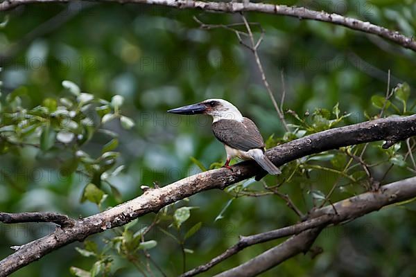 Great-billed kingfisher