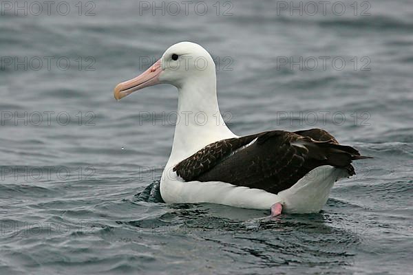 Northern Royal Albatross