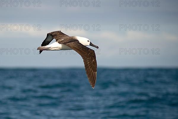 Atlantic atlantic yellow-nosed albatross