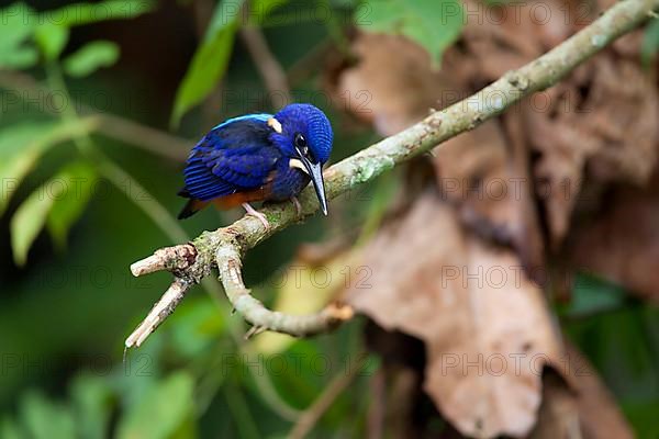 Shining-blue kingfisher