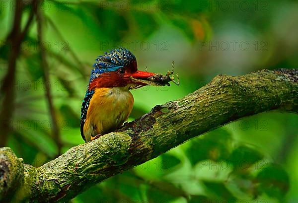 Banded Kingfisher