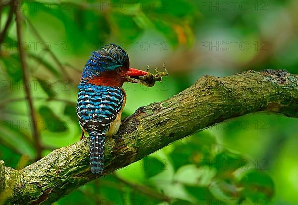 Banded Kingfisher