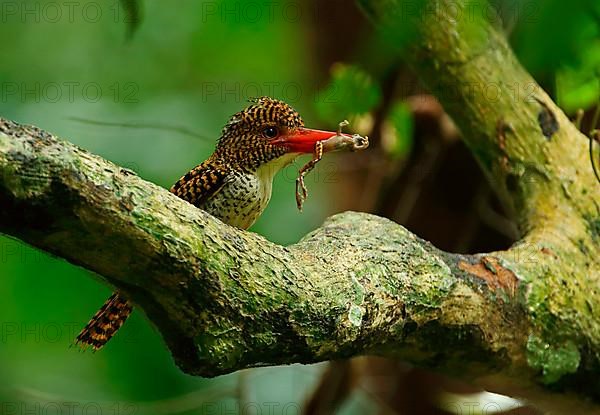 Banded Kingfisher