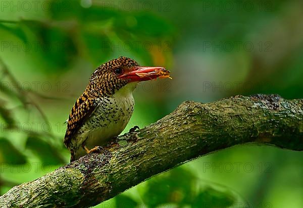 Banded Kingfisher