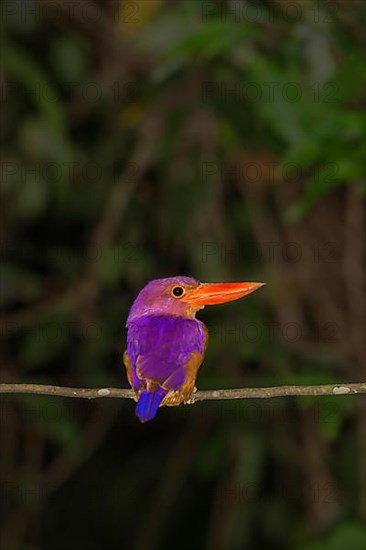 Ruddy ruddy kingfisher