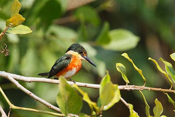 American pygmy kingfisher