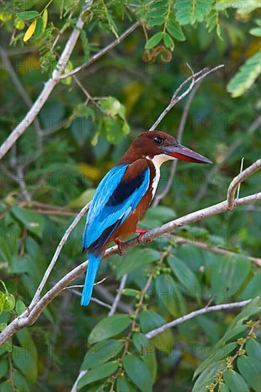 White-throated Kingfisher