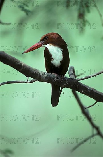 White-throated kingfishers