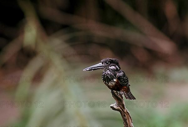 Giant kingfisher