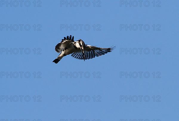 Alcedo rudis