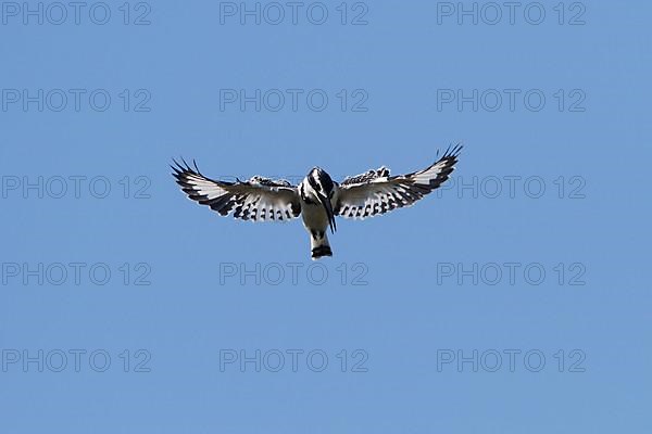 Alcedo rudis