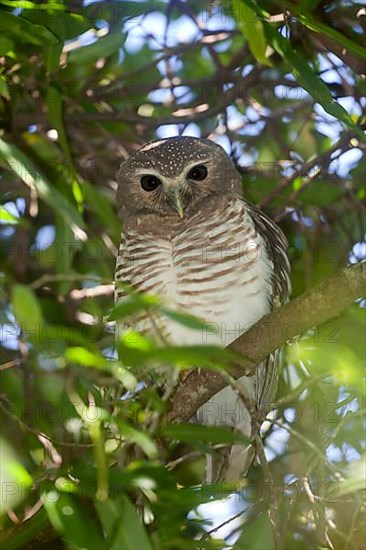 Madagascar Owl