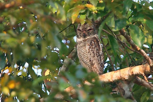 Mottled wood owl