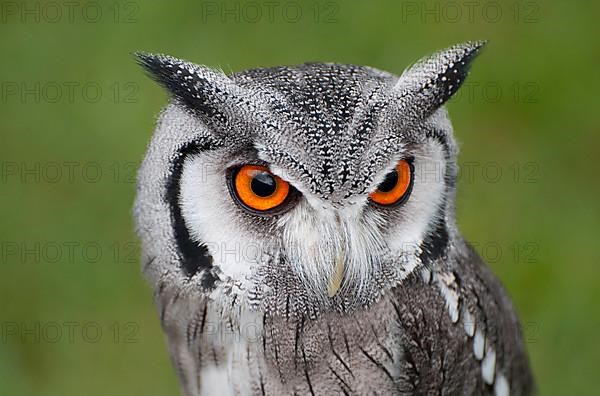 Southern White-faced Owl