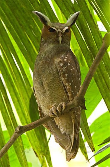 Crested Owl