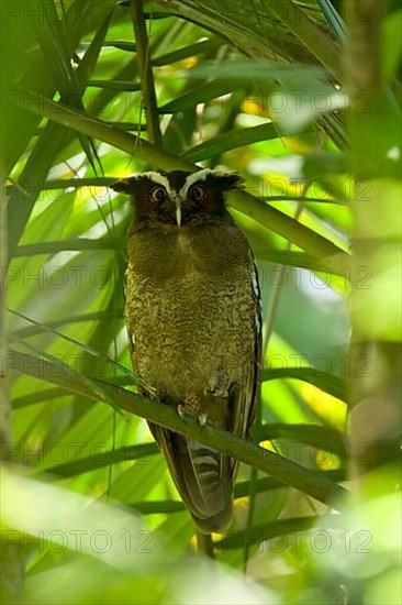 Crested Owl