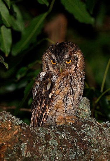 Hoy's Screech-owl