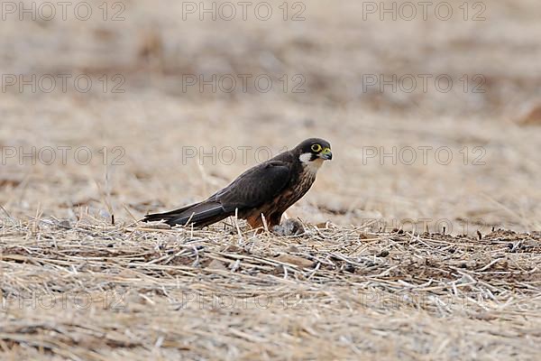 Eleonora's Falcon