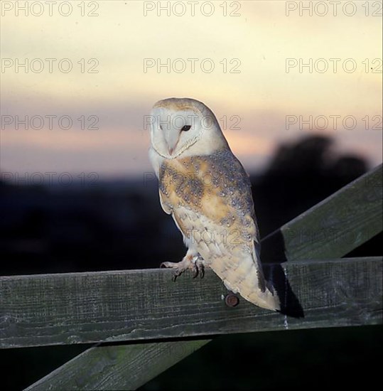 Barn Owl