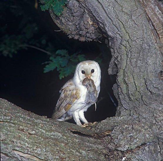 Barn Owl