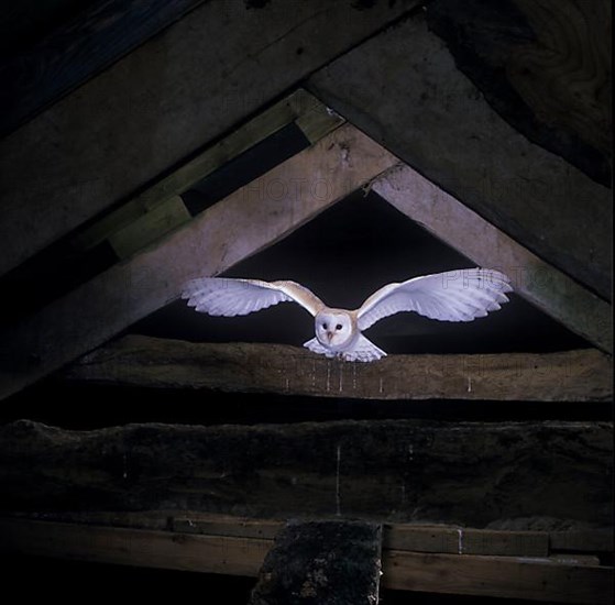 Barn Owl