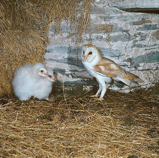 Common barn owl