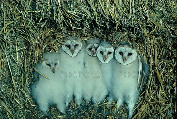 Barn Owl