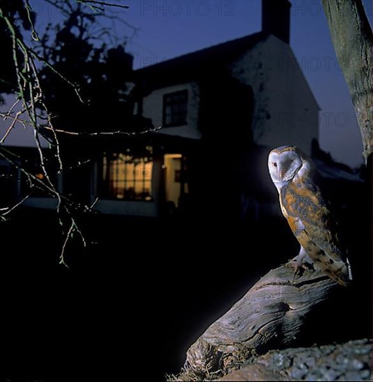 Barn Owl