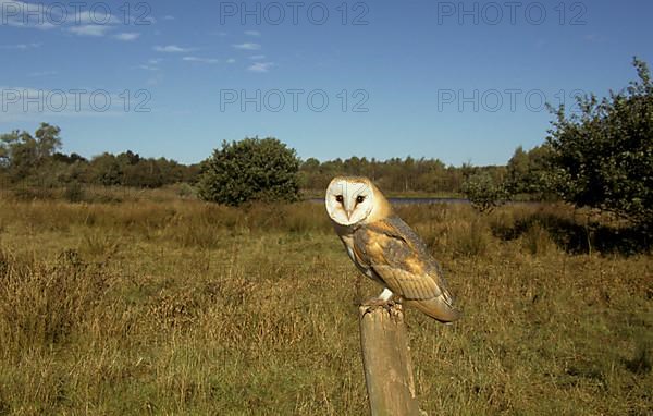 Barn Owl