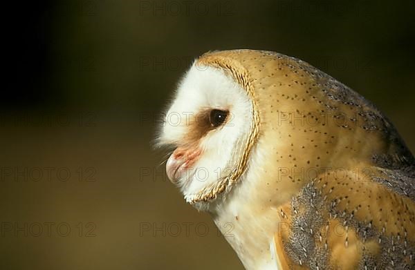 Barn Owl