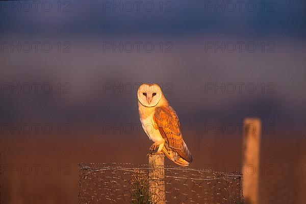 Common barn owl