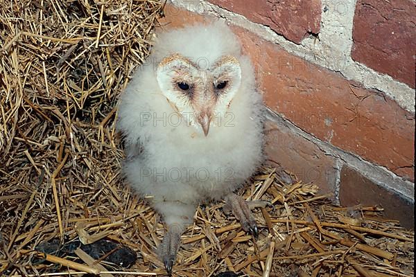 Barn Owl