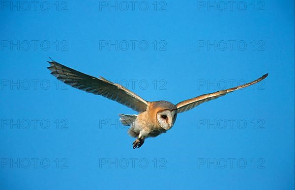 Barn Owl