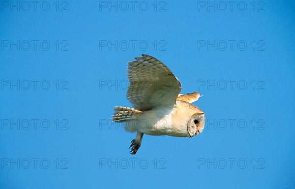 Barn Owl