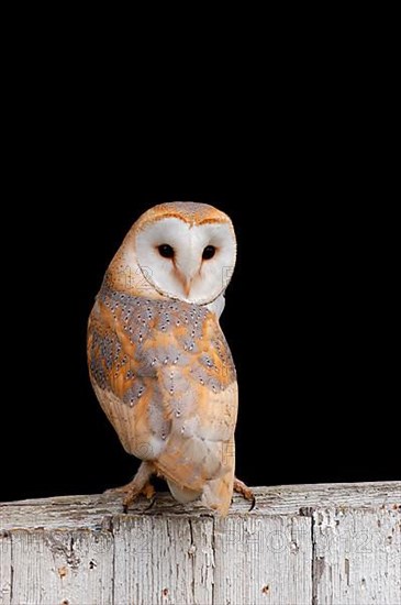 Barn Owl