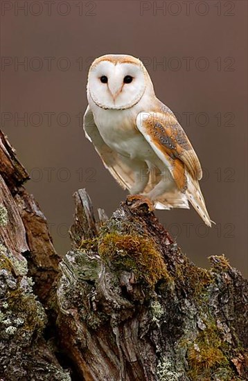 Barn Owl