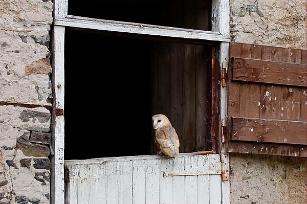 Barn Owl